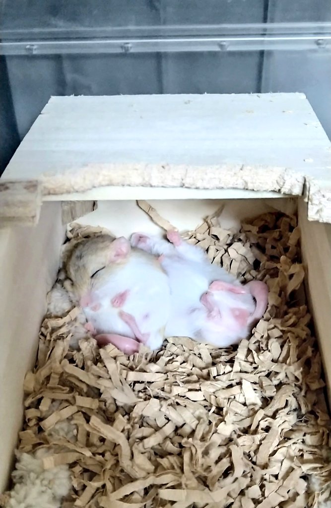 寝相かわいい🐭♪
