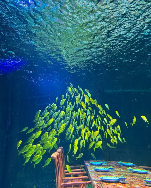 dareanimasa's tweet photo. My last trip to the Shanghai Ocean Aquarium brought me peace deeper than the sea itself. 🌊🐋 https://t.co/YHd7LZYVVS