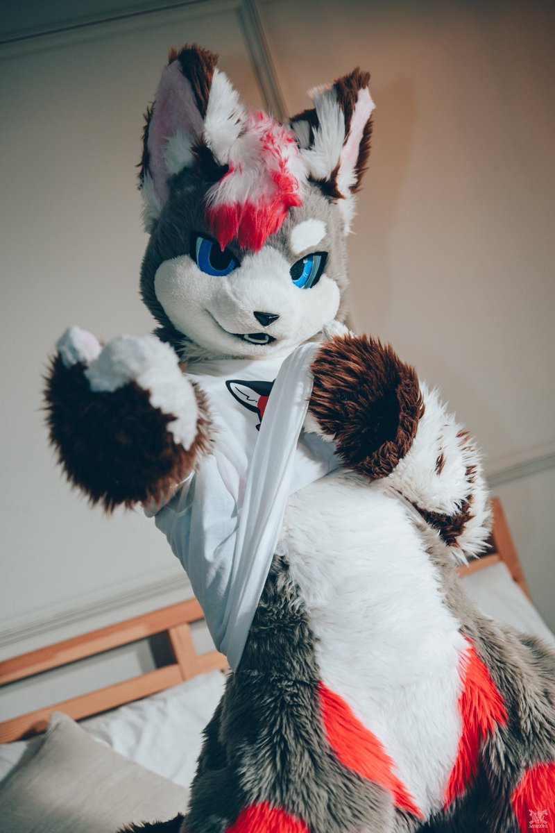 #おなか触りたい人いいね
你說想要摸摸我的肚子嗎？
那…只限今天喔😉
📷：<a href="/VinTheCoyote/">VinTheCoyote（凡凡）</a> 
#FursuitEveryday