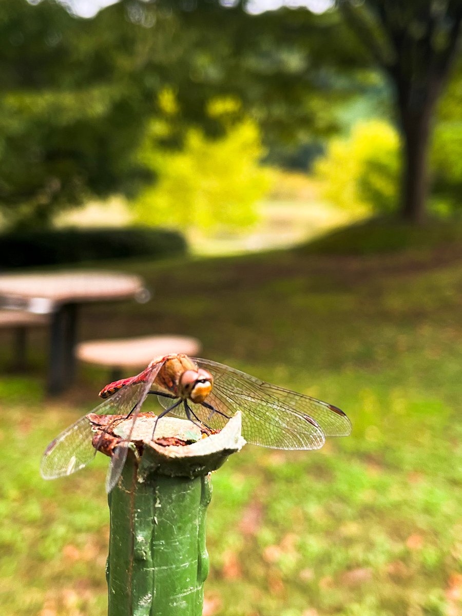 YuyaCoding's tweet image. 昨日は新潟県立植物園へ行ってきました🌿
このサルずっといるらしい笑

#新潟県立植物園 #写真好きな人と繋がりたい #自然と癒し #秋の景色 #フロントエンドエンジニアの日常