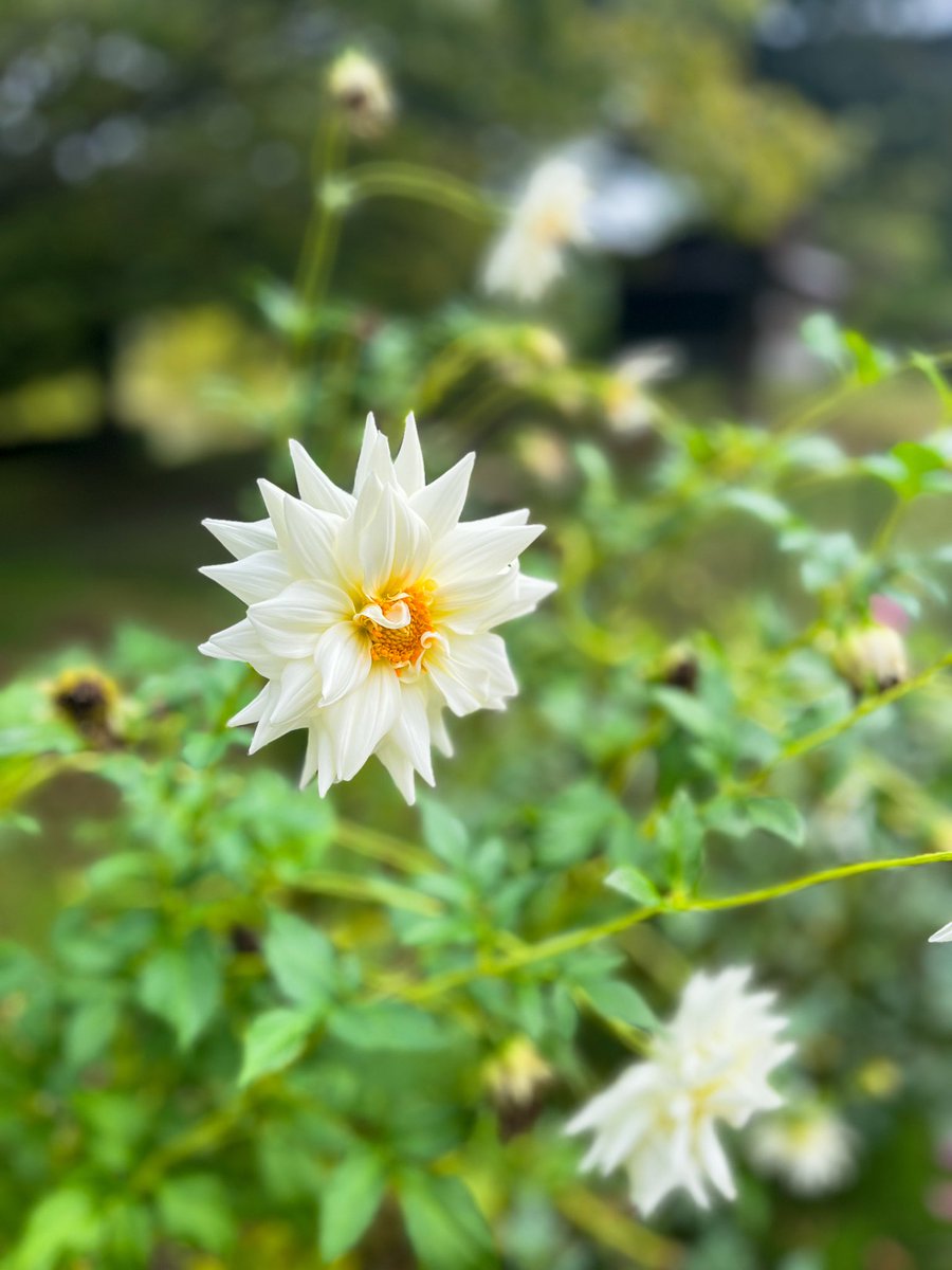 YuyaCoding's tweet image. 昨日は新潟県立植物園へ行ってきました🌿
このサルずっといるらしい笑

#新潟県立植物園 #写真好きな人と繋がりたい #自然と癒し #秋の景色 #フロントエンドエンジニアの日常