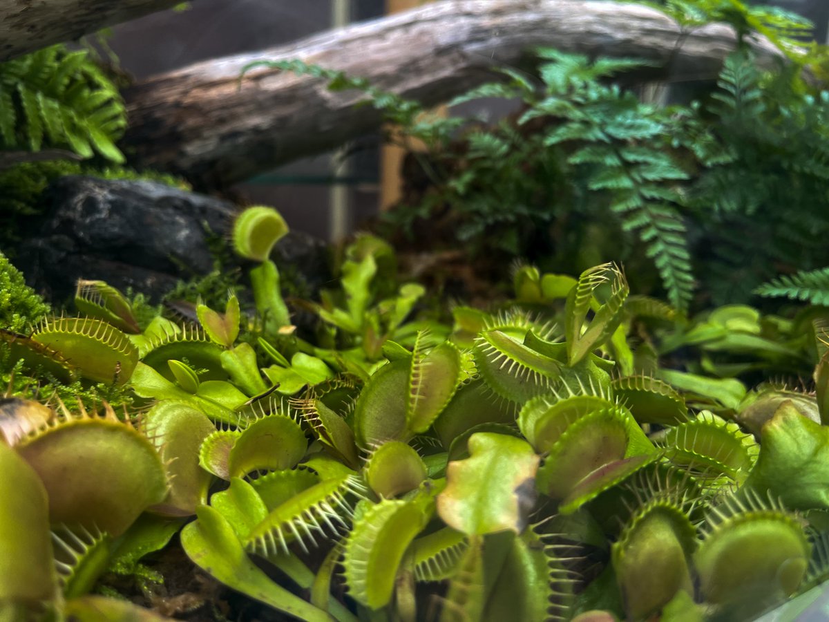 YuyaCoding's tweet image. 昨日は新潟県立植物園へ行ってきました🌿
このサルずっといるらしい笑

#新潟県立植物園 #写真好きな人と繋がりたい #自然と癒し #秋の景色 #フロントエンドエンジニアの日常