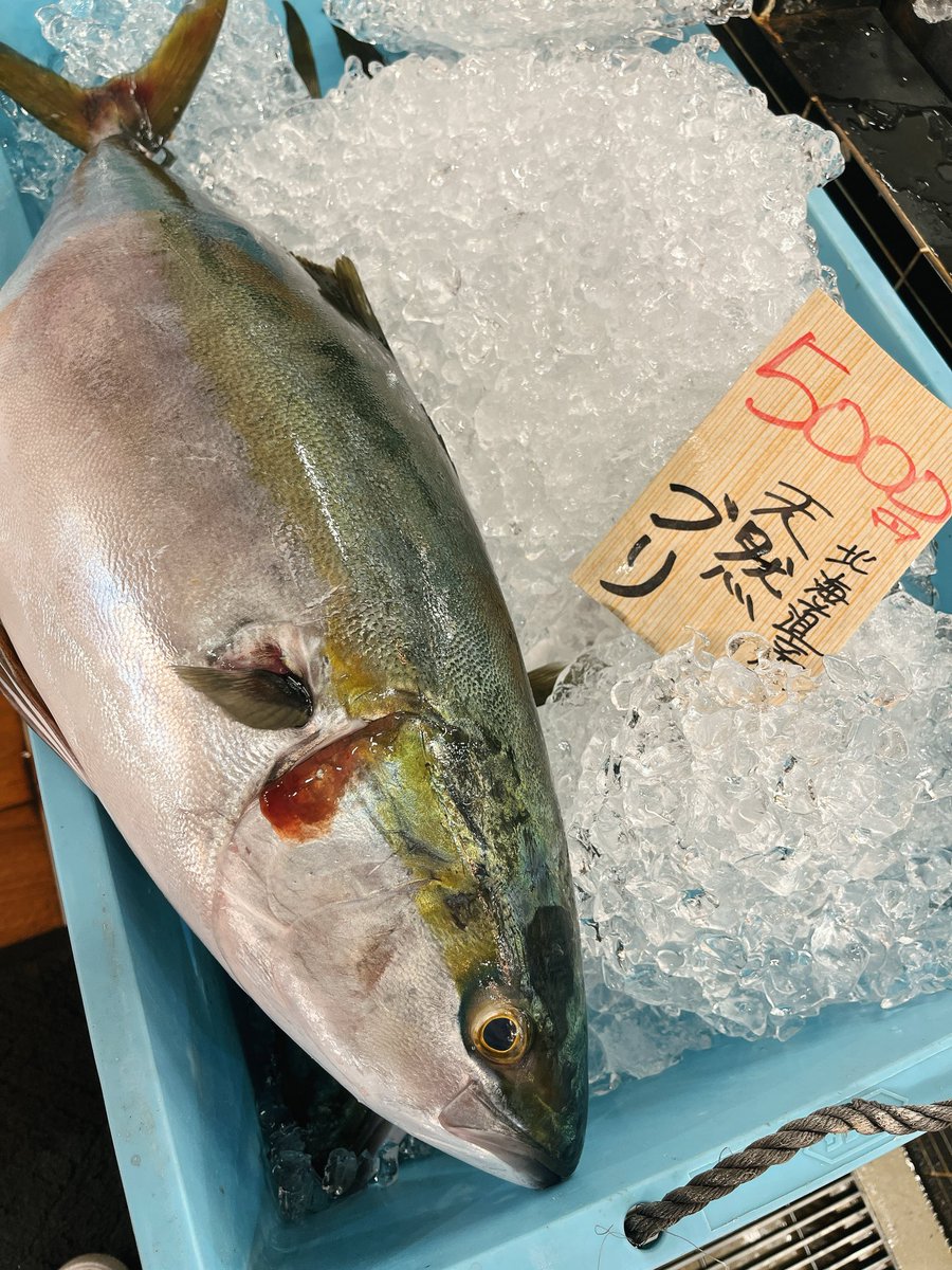 マグロ派のブリ ブリ - Search / X