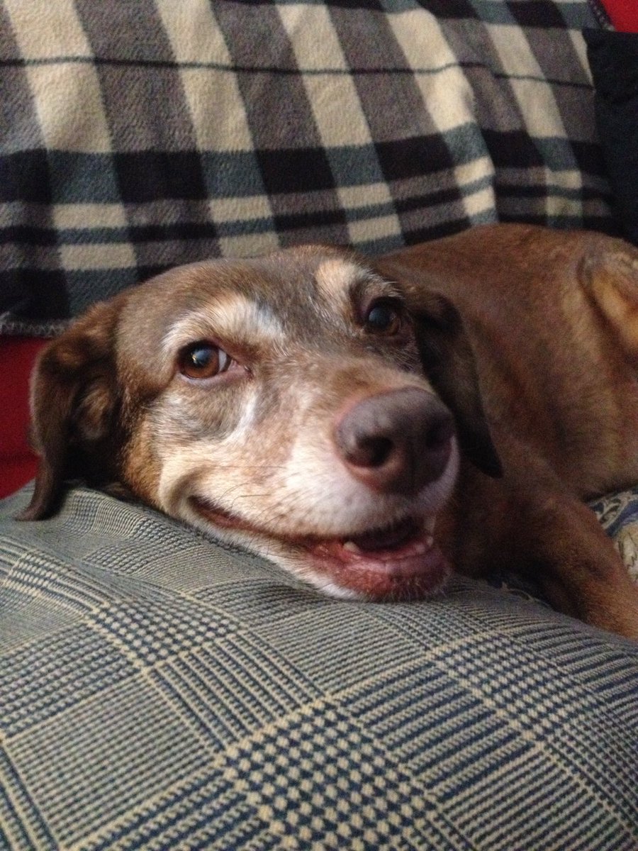 From vaults. I love the way she looked at me. #dogsoftwitter #katethedog #rainbowbridge #imissyou