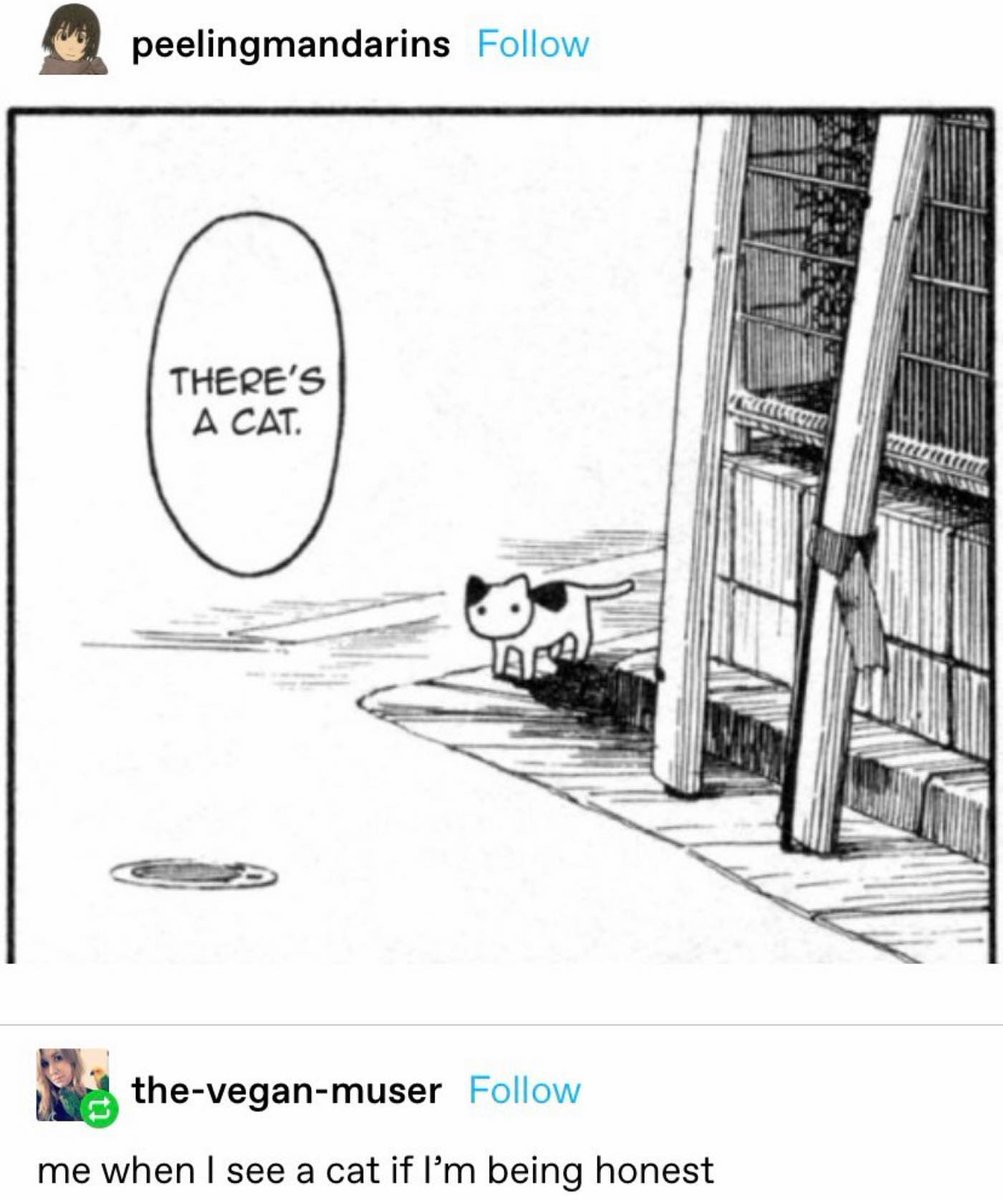 Punch Cat (@punchingcat) on Twitter photo 