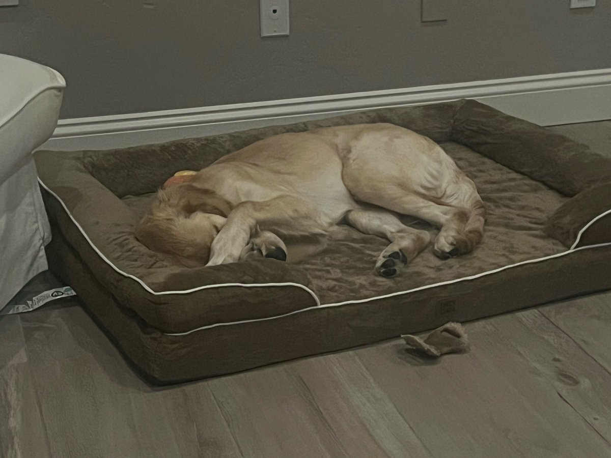 How can a dog with so much long hair still shed so much? It should be bald by now!