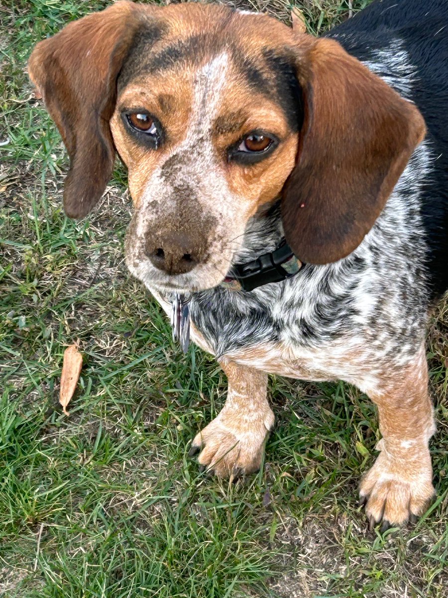 TwoBeags's tweet image. Ruh Roh I finks I’m in trouble