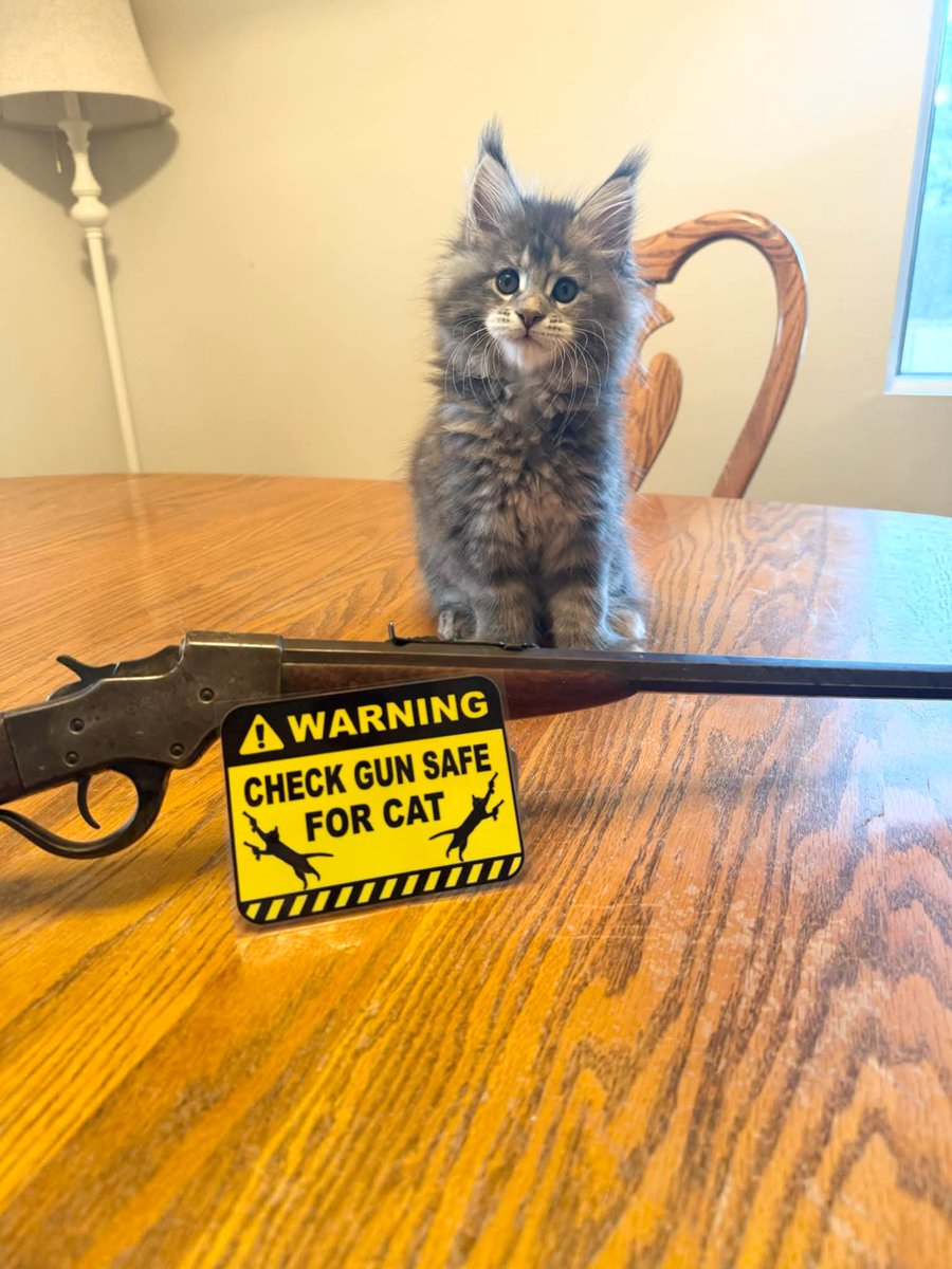 Be sure to involve cat safety along with gun safety. 👍