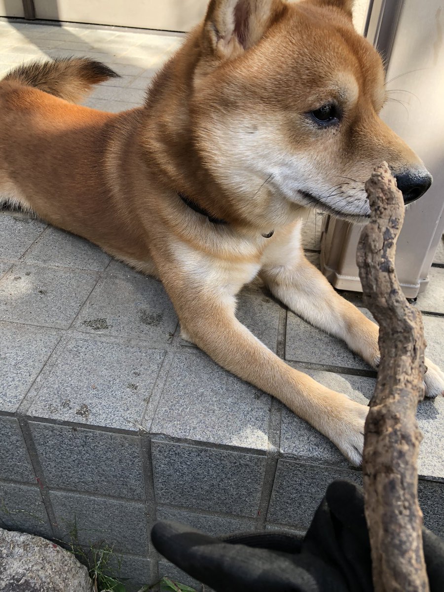 ぽちょむ 数量限定SALE】 YAMAHA PACIFICA611VFM TBL ブラック