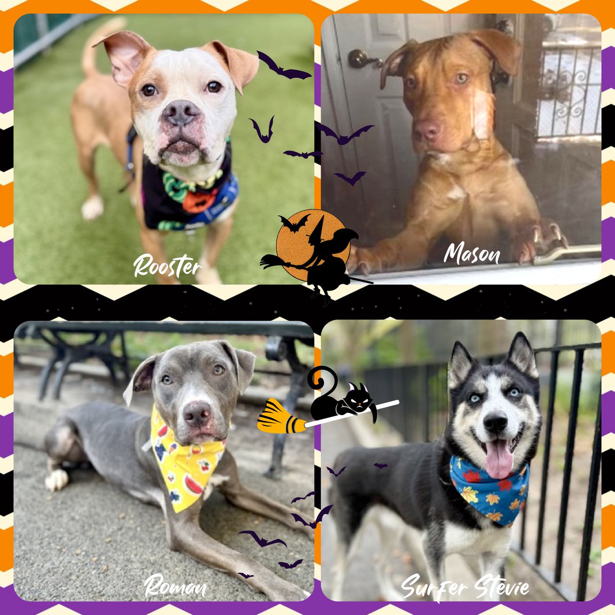 4 dogs left. Anyone interested DM me.

Pledges:
Rooster $1130
Mason $1055
Roman $1017
Simon $970
Surfer Stevie $955