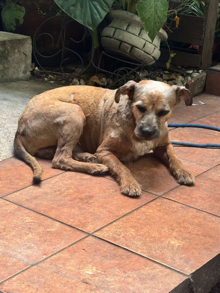 Familia, les traemos buenas noticias!!!

Recuerdan al perrito sobreviviente de la catástrofe en Poza que fue rescatado por un periodista?
Pues él lo trajo a CDMX y estará con nosotros unos días!!

En la veterinaria le tuvieron que cortar el pelito y darle muchos baños pues estuvo