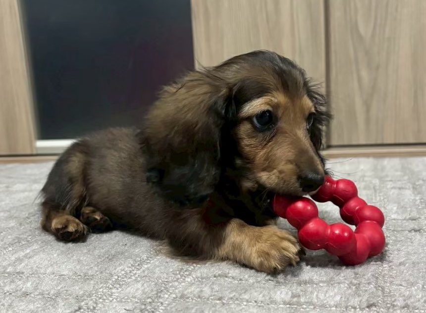 LOGIC2019's tweet image. これ見て。スムースのチョコタンの後、ロングヘアードのレッド（シェーデッドレッド？）をアイコンにした党員の方にほぼ同時にフォロバされましたよ可愛い😊ミニチュアかカニンヘンかわかりませんが最高ですわ🥰
麦茶さんの子、うちの子のパピー期にちょっと似てる？😚
#日本保守党
#短足部