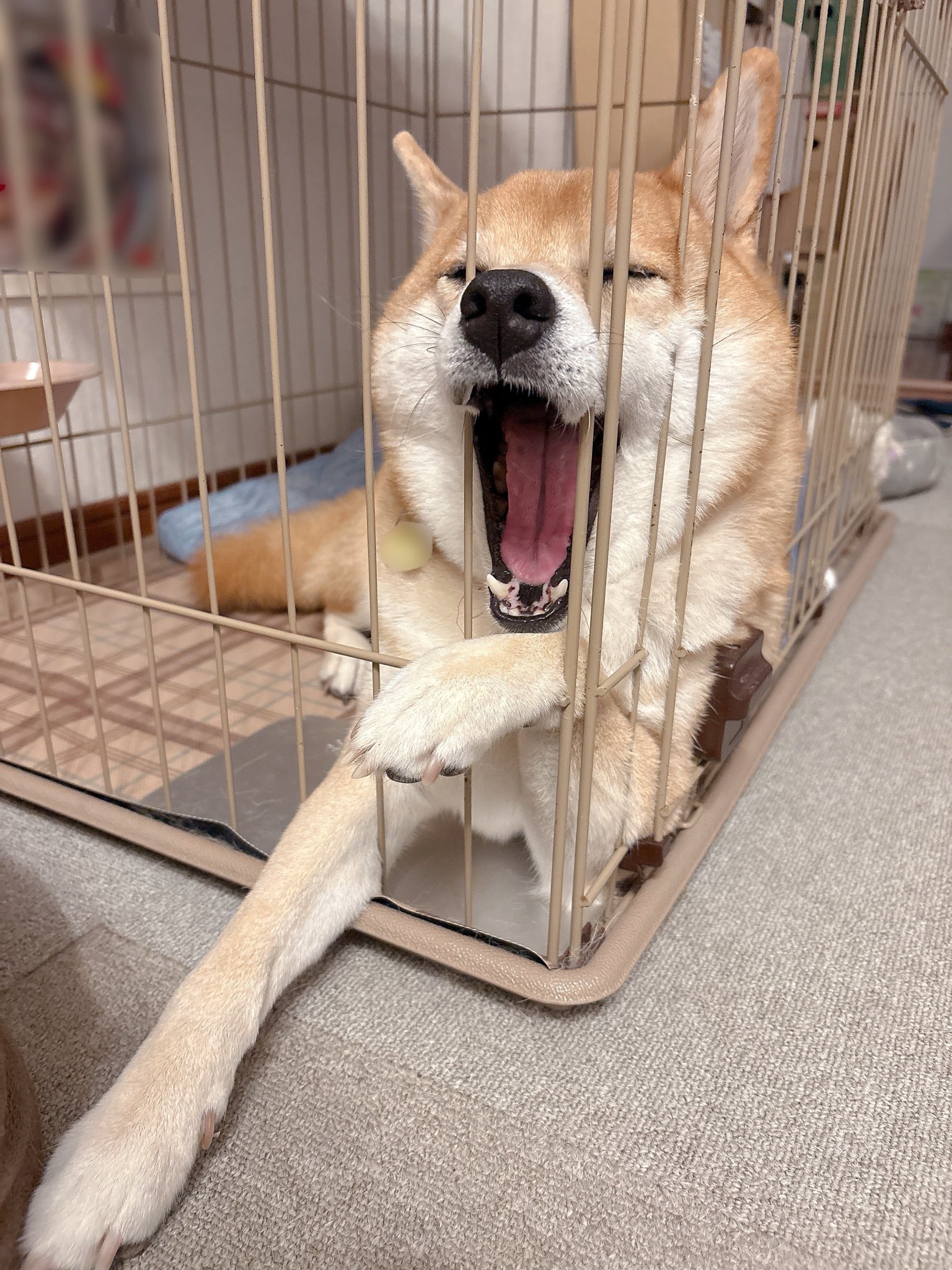 柴犬むぎ (@shiba_inu_mugi) / X