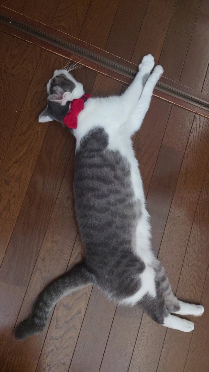 こはる (@koharu_sy) / Posts / X