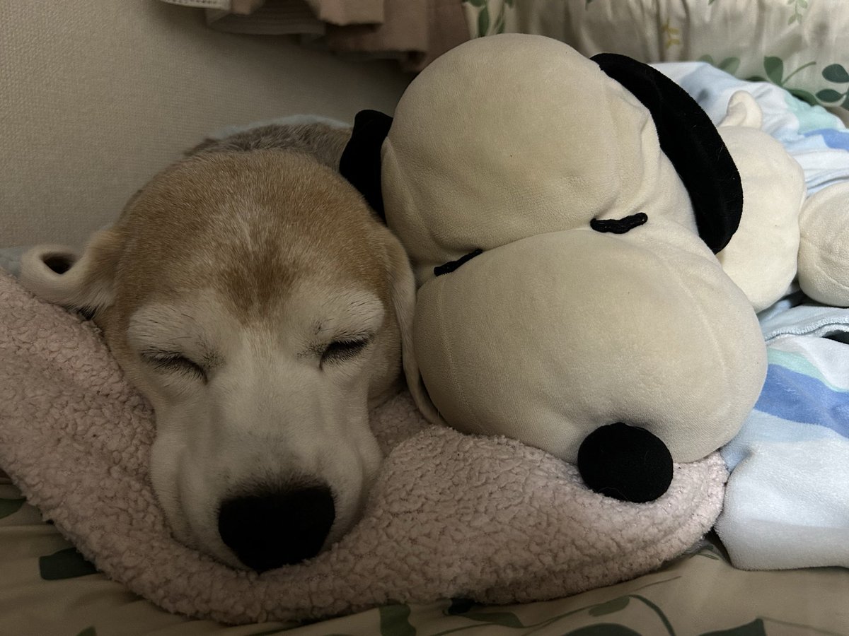 同じ顔🥰
#ビーグル