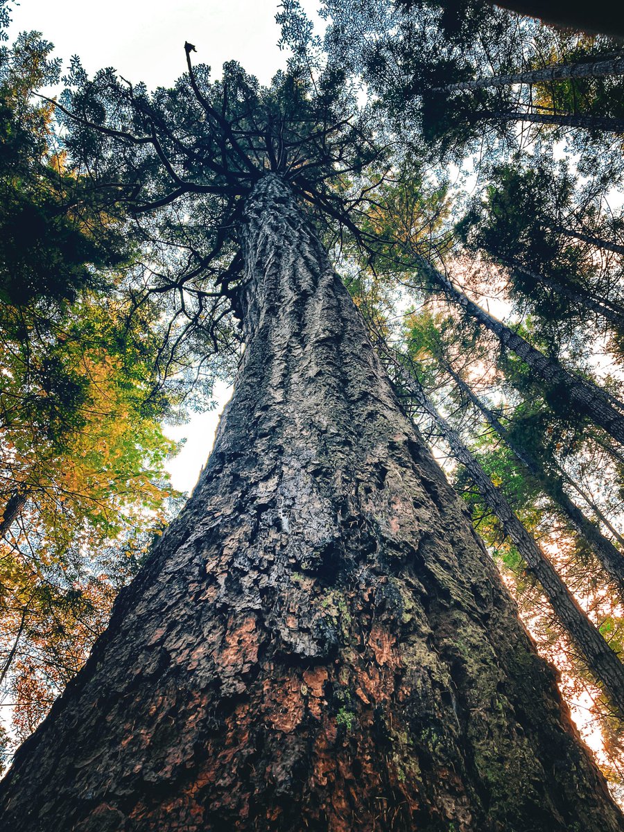 Exposure Therapy: A Dog Walk in Pictures 🌲🐕🚶‍♂️📸
