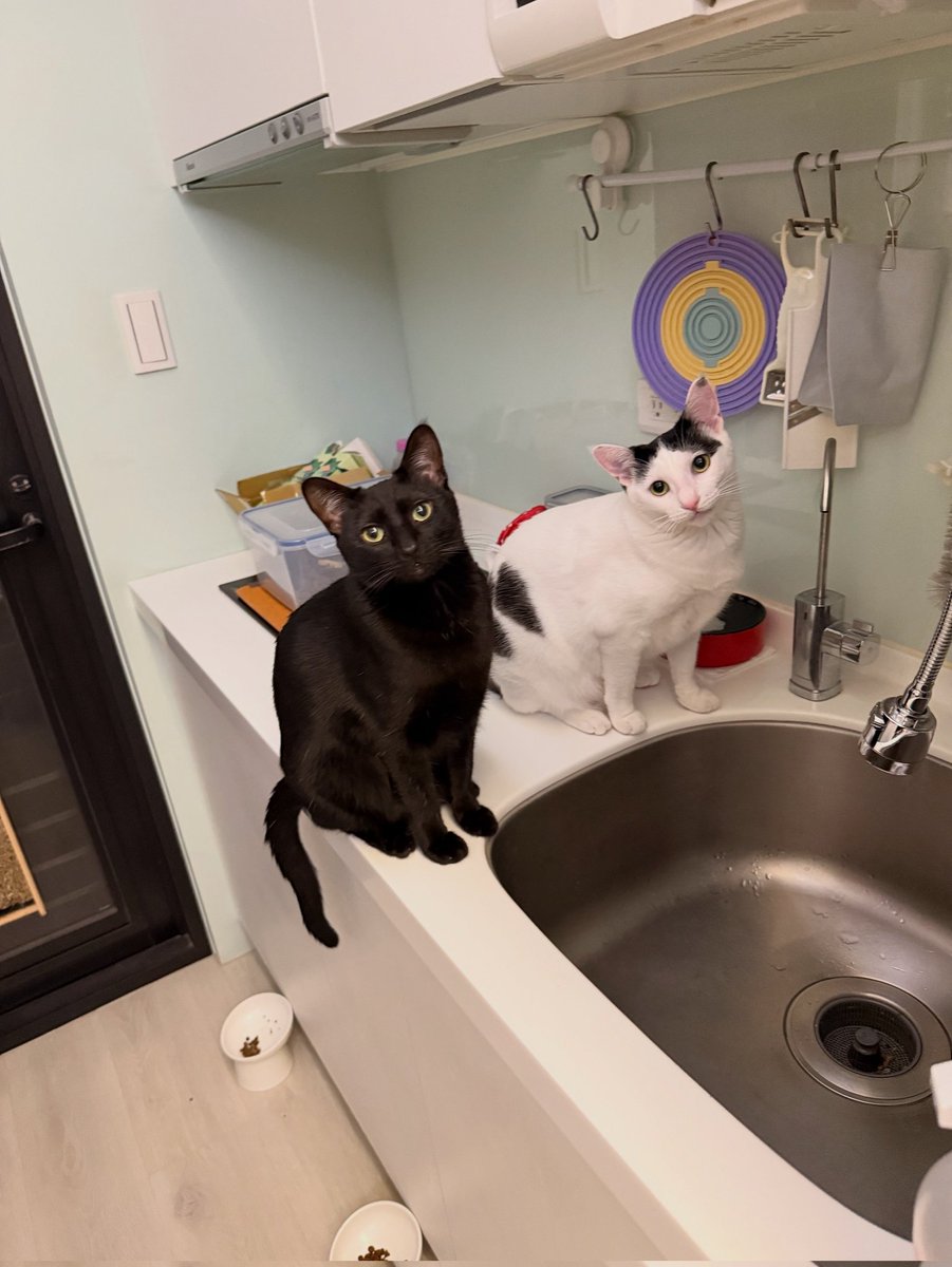 ToToGo1069's tweet image. 昨天去按摩，覺得師傅很面熟就問是不是曾經用過拓網，結果還真的是我印象中的那個人🤣
#肌肌叫SPA
#他的貓