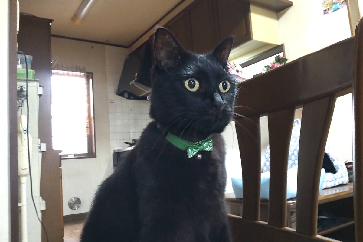 LUNAさんと黒猫チックさん（今年は6年祭がいっぱい！） on X