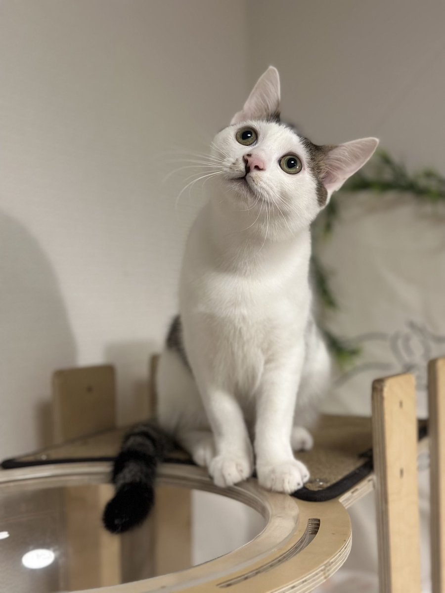 새로운 가정에 입양갔지만 다시 돌아오게 되었어요 애용이의 문제나 건강상의 이유와는 전혀 관련이 없습니다 애용이가 두번다신 같은 상처를 받지않고 행복한 묘생을 지낼 수 있도록 진심으로 사랑해줄 가족을 찾아주려 합니다 많은 응원과 관심부탁드립니다
#애용이_입양문의_대환영 #입양홍보 #입양