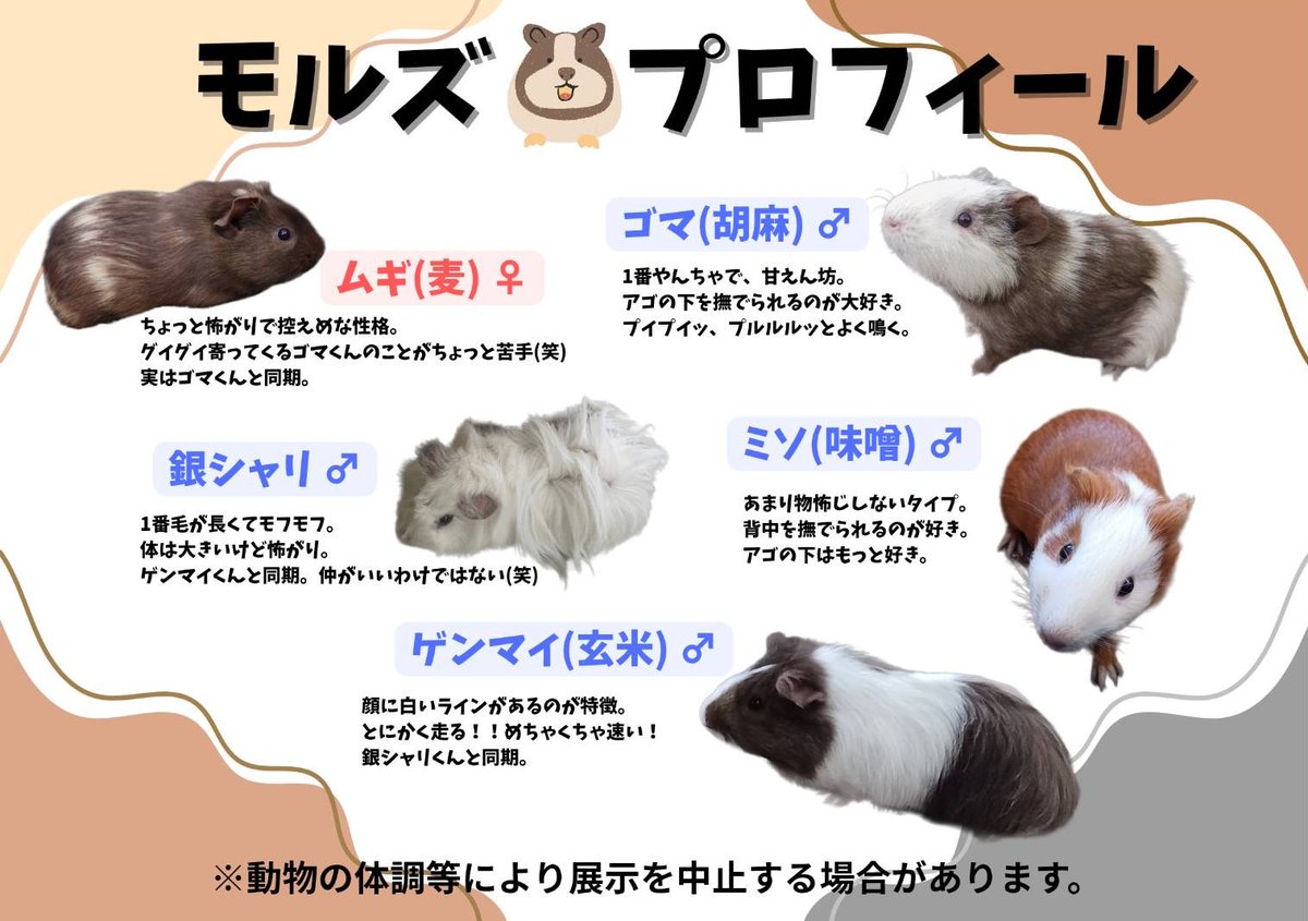 ふれあい牧場に【モルモット】が5匹仲間入り✨ えさやり体験ができるよ