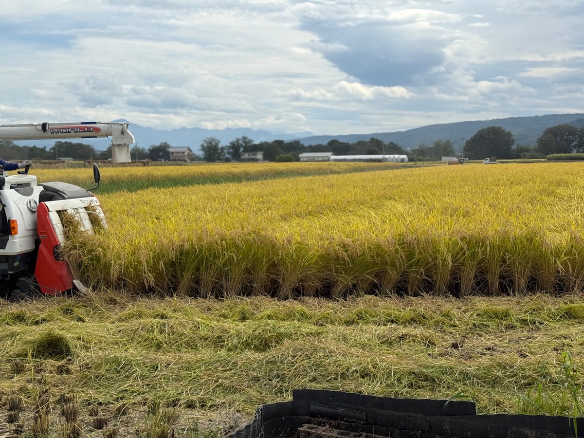 【 ENDLESS米 販売のお知らせ】

今年もやってきましたこの季節❗️
ENDLESS米販売いたします🌾

長野県佐久市で育ったお米ぜひご賞味ください🍚

ご注文はコチラから▼▼
endless-shop.jp/SHOP/53492/lis…

#ENDLESS 
#ENDLESS米