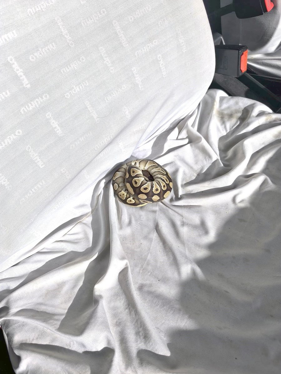 Milli Parklar (@milliparklar) on Twitter photo Vatandaşın Cebinden Çıkan Piton Yılanına El Konuldu!🐍
Konya'da emniyet güçleri tarafından gerçekleştirilen asayiş kontrolü sırasında bir şahsın cebinden yavru piton yılanı çıktı ve durum ekiplerimize bildirildi.
📍 Olay yerine intikal eden ekiplerimiz tarafından piton yılanına Vatandaşın Cebinden Çıkan Piton Yılanına El Konuldu!🐍
Konya'da emniyet güçleri tarafından gerçekleştirilen asayiş kontrolü sırasında bir şahsın cebinden yavru piton yılanı çıktı ve durum ekiplerimize bildirildi.
📍 Olay yerine intikal eden ekiplerimiz tarafından piton yılanına
