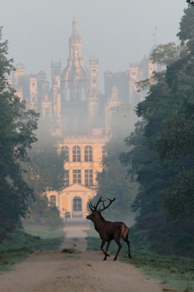 Tout simplement magique. Le château de Chambord au petit matin.
(photo qui de droit)