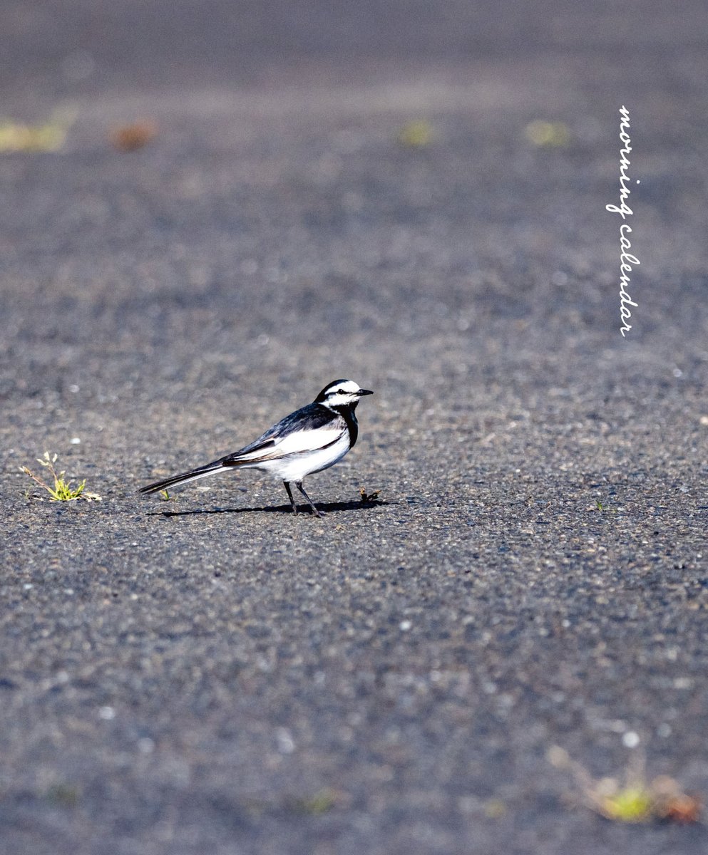 543life's tweet image. 鶺鴒（せきれい）｜朝の日めくり

&quot;鶺鴒は長い尾をチョンチョンと上下させます。&quot;

▼朝の日めくり【2026】発売中
543life.com/i/1000000006001