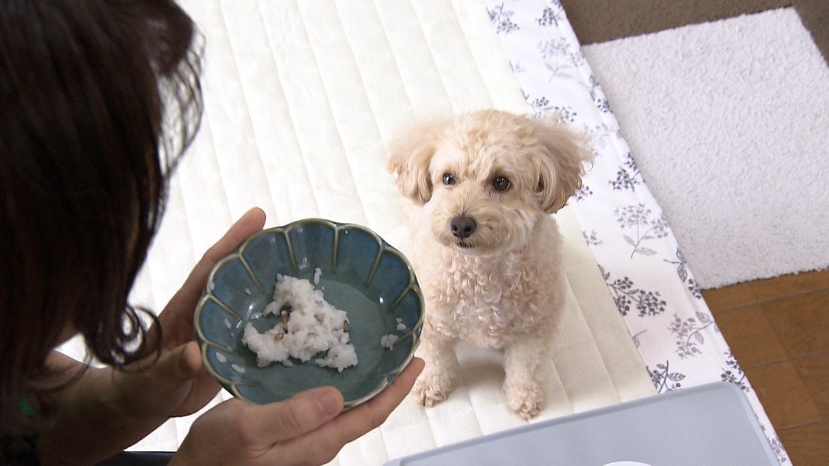 cx_mezamashi's tweet image. #きょうのわんこ に登場してくれたのは「まる」でした🐶最近大好きになったのが...炊きたてのご飯🍚飯器の音が鳴るとキッチンへダッシュするんだって😍

きょうのわんこはFODで無料配信中→fod.fujitv.co.jp/title/3291/

#めざましテレビ