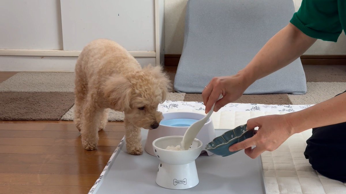 cx_mezamashi's tweet image. #きょうのわんこ に登場してくれたのは「まる」でした🐶最近大好きになったのが...炊きたてのご飯🍚飯器の音が鳴るとキッチンへダッシュするんだって😍

きょうのわんこはFODで無料配信中→fod.fujitv.co.jp/title/3291/

#めざましテレビ