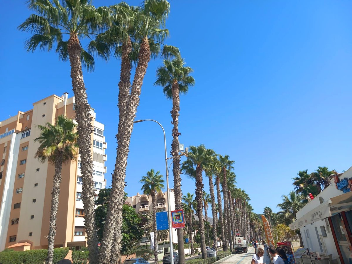 Las palmeras son el alma del Paseo Marítimo Pablo Ruiz Picasso, en Málaga. 🌴 Nos encargamos de su poda periódica para preservar su belleza y garantizar la seguridad tanto de la ciudadanía como de los turistas.

#Málaga #Palmeras #Jardinería