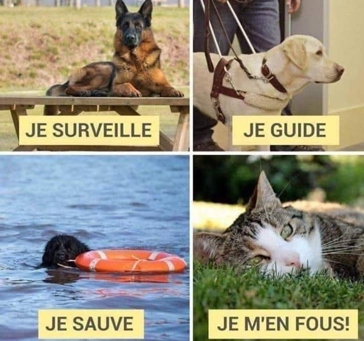 AdeaClaude's tweet image. Bonne journée 😘 😽