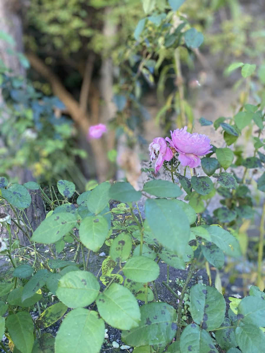 Sonia Zuccaro tweet media