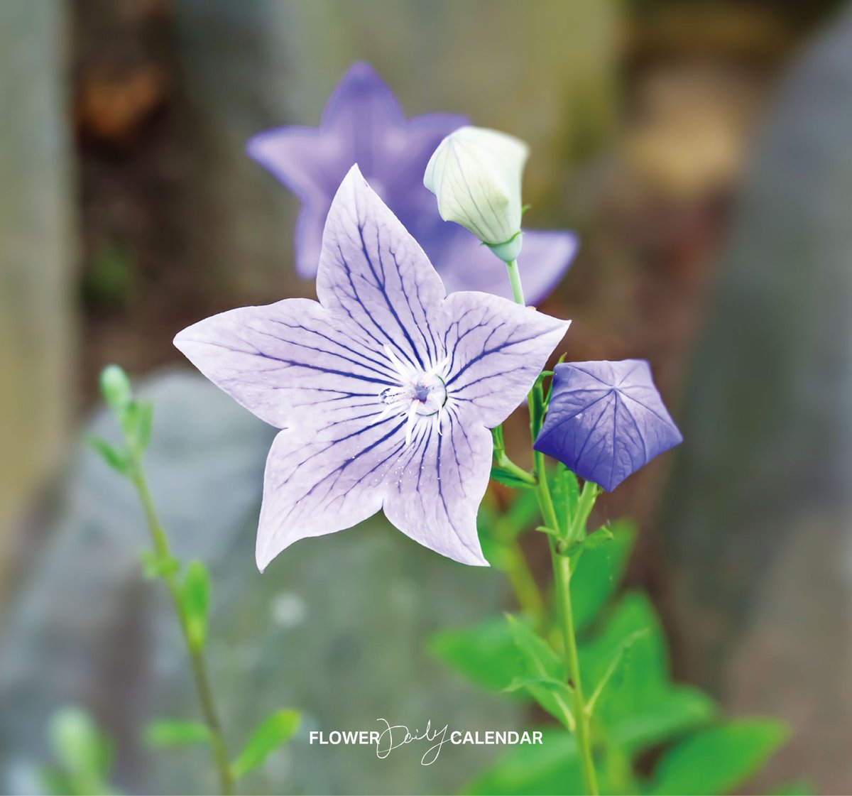 543life's tweet image. ききょう｜花の日めくり

花言葉「変わらぬ心」

キキョウ科の多年草。紫色の5弁の花が中央で合わさり、奈良時代には「朝顔」と呼ばれました。
秋の七草の一つで、根は食用・薬用になります。

▼花の日めくり【2026】発売中
543life.com/i/1000000007001