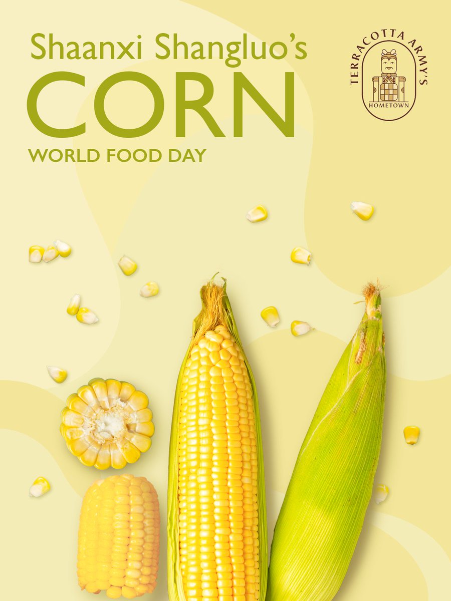 In Shangnan County, Shaanxi, 🌽golden corn fills the air with the scent of harvest. High terrain, large temperature differences, and ample sunlight make each kernel sweet and tender. Through improved seeds, mechanized harvesting and standardized drying, Shangnan has modernized