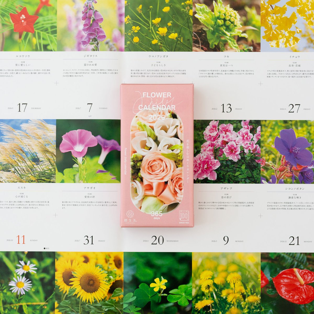 543life's tweet image. ききょう｜花の日めくり

花言葉「変わらぬ心」

キキョウ科の多年草。紫色の5弁の花が中央で合わさり、奈良時代には「朝顔」と呼ばれました。
秋の七草の一つで、根は食用・薬用になります。

▼花の日めくり【2026】発売中
543life.com/i/1000000007001