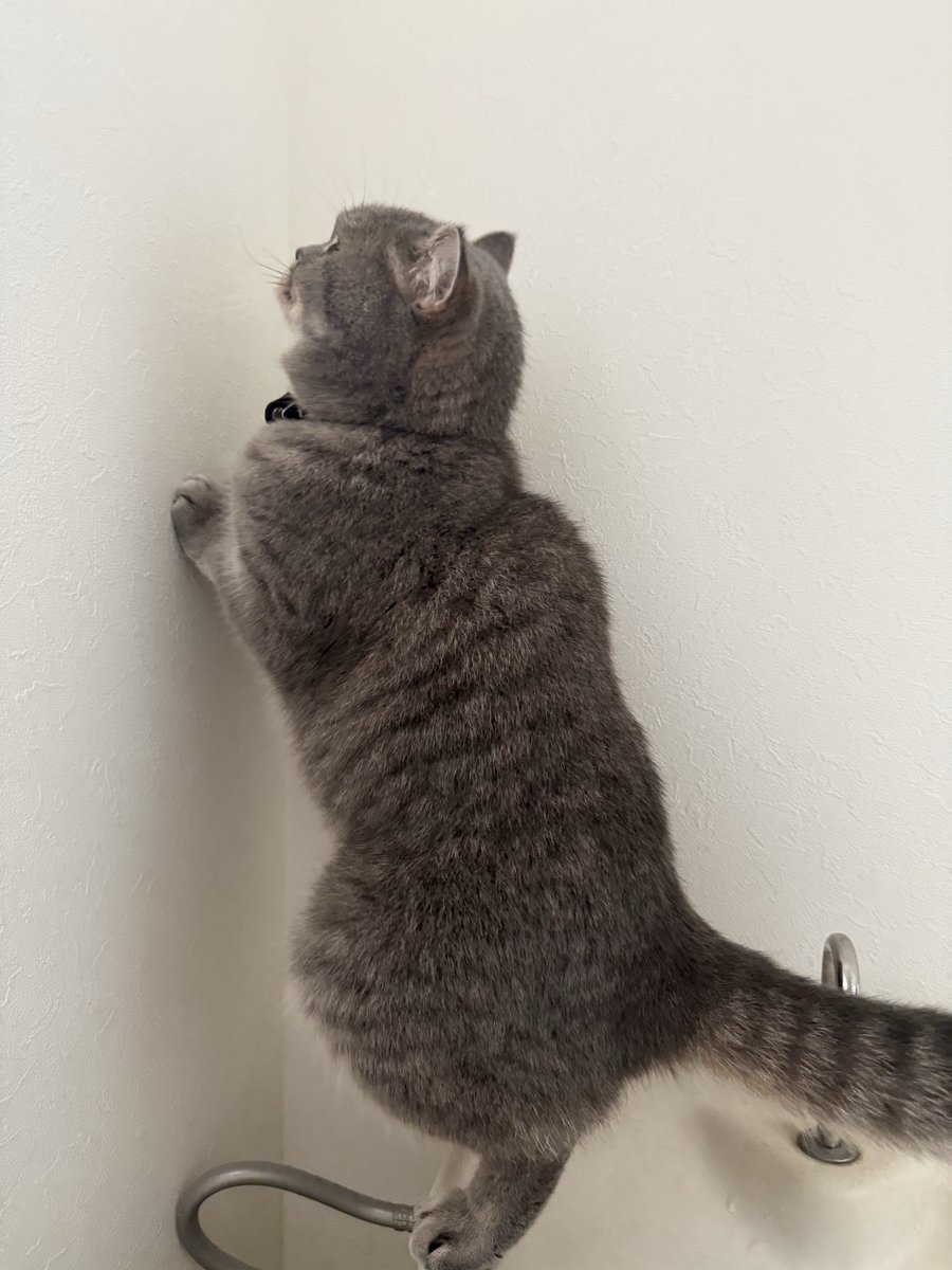 いわしちゃん様♡ありがとうございます♡ いわし先生 (@IWASHI_0723) / Posts / X