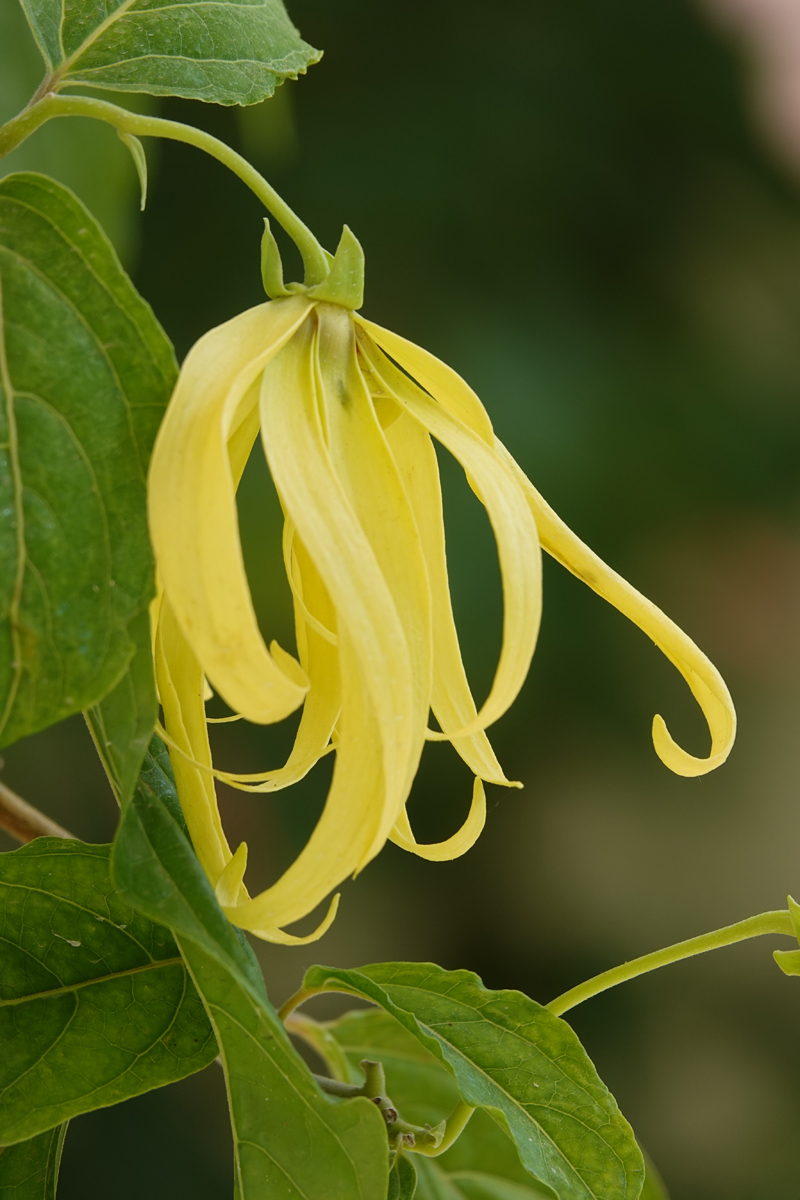 イランイラン❣ b059825b849b8bcf19b0eb0f7e4146