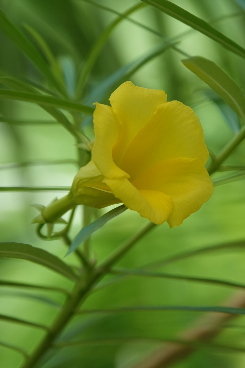 イランイラン❣ 290a5dbac17f44353bd26f0533ce0a