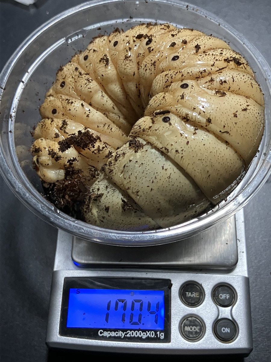 金時breeder tweet media