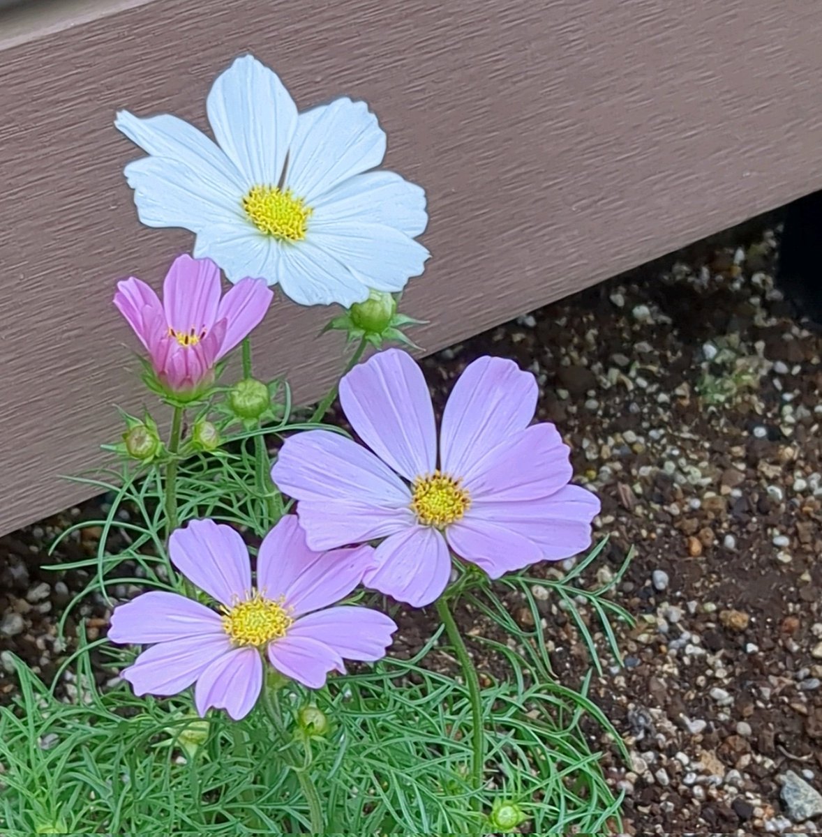 camille＊カミーユページになります Camille(カミーユ) on X