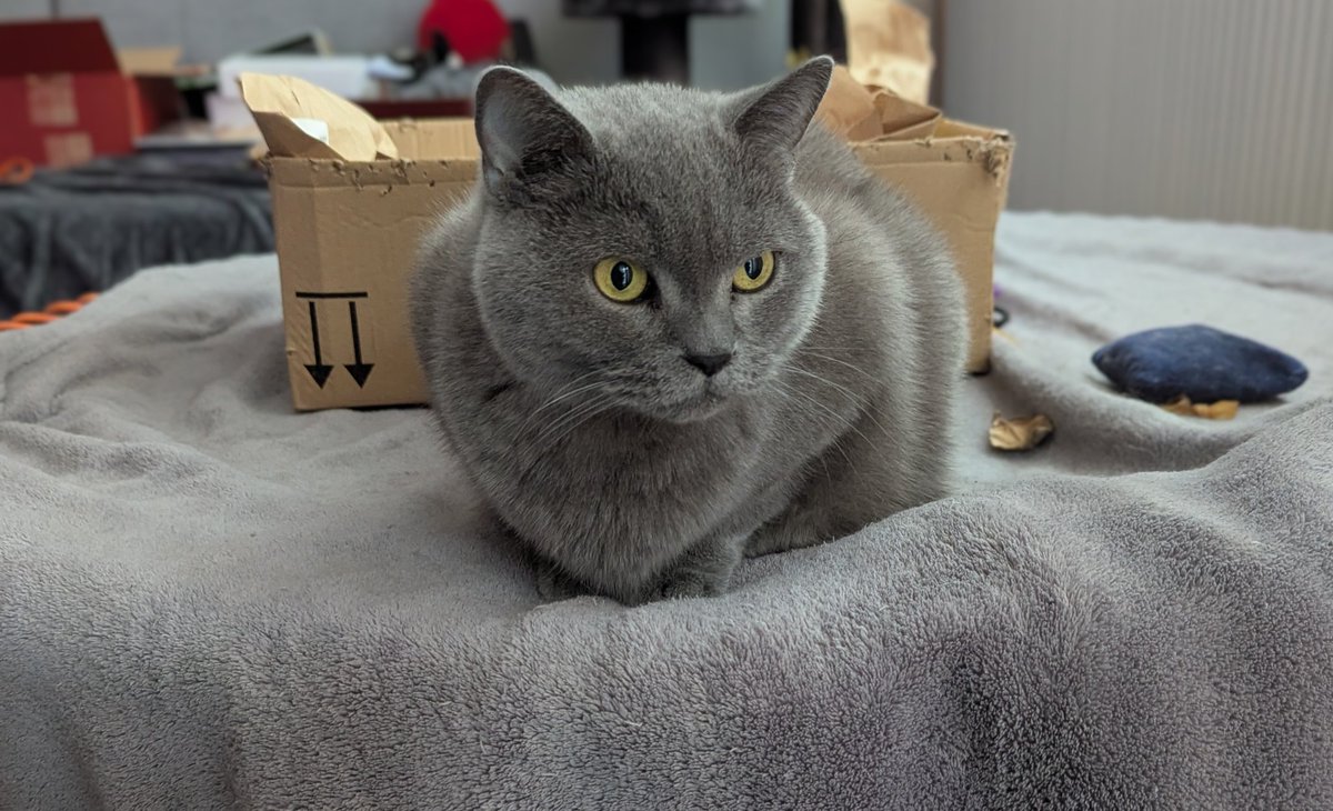 Chris Heilinger (@chris_heilinger) on Twitter photo Have a great start to the week, X friends. ๐โโฌ๐พ๐บ
I'm going to find something to do. ๐น๐๐บ
#Kiro #cat Have a great start to the week, X friends. ๐โโฌ๐พ๐บ
I'm going to find something to do. ๐น๐๐บ
#Kiro #cat