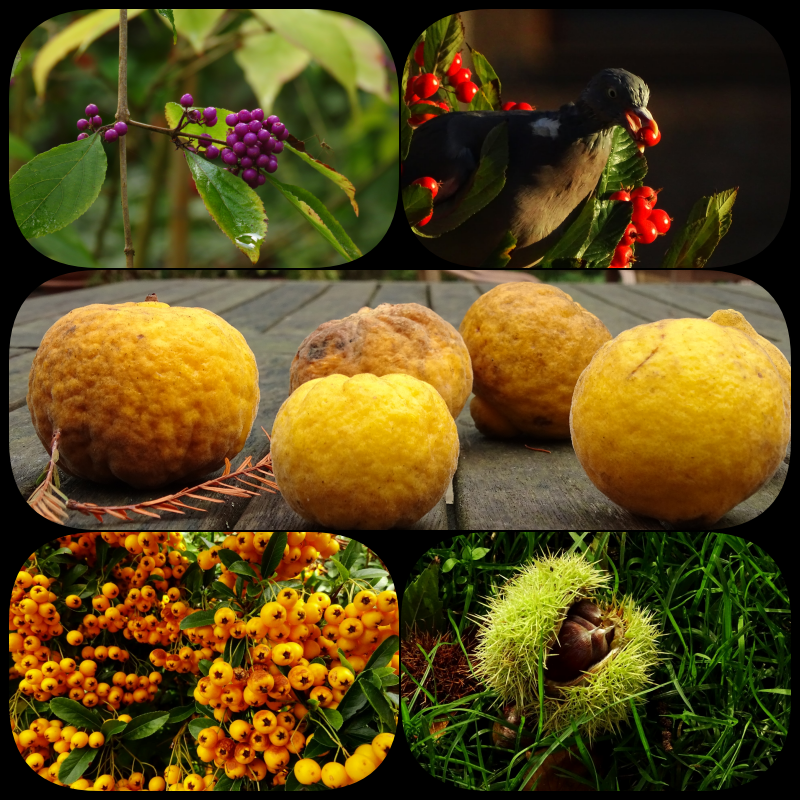 In het najaar eten niet alleen wij maar, ook de dieren van heerlijke #herfstvruchten Dat is supergezond want ze bevatten voedingsmiddelen die we in de herfst nodig hebben om gezond te blijven. 🍎📷📷📷📷 🍏🎃🍊🎃🥭
<a href="/jolandabrwr/">JoLaNDa_hobbyfotograaf</a>
