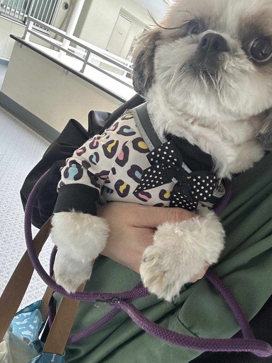 tikoderossi's tweet image. 今日は初めての長時間お預かりレッスン😂大丈夫だったかな、お迎えに行ってきます。