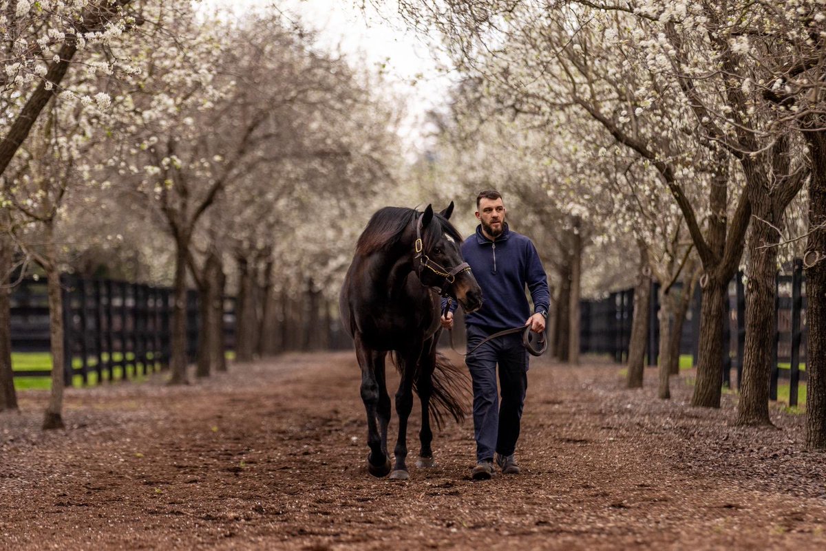 Coolmore Australia (@coolmoreaus) on Twitter photo So You Think 2006 – 2025
It is with great sadness that we announce the passing of 10-time Group 1 winner and leading sire So You Think, after succumbing to a short illness while receiving world-class care from the team at Scone Equine Hospital.
So You Think was described by his So You Think 2006 – 2025
It is with great sadness that we announce the passing of 10-time Group 1 winner and leading sire So You Think, after succumbing to a short illness while receiving world-class care from the team at Scone Equine Hospital.
So You Think was described by his
