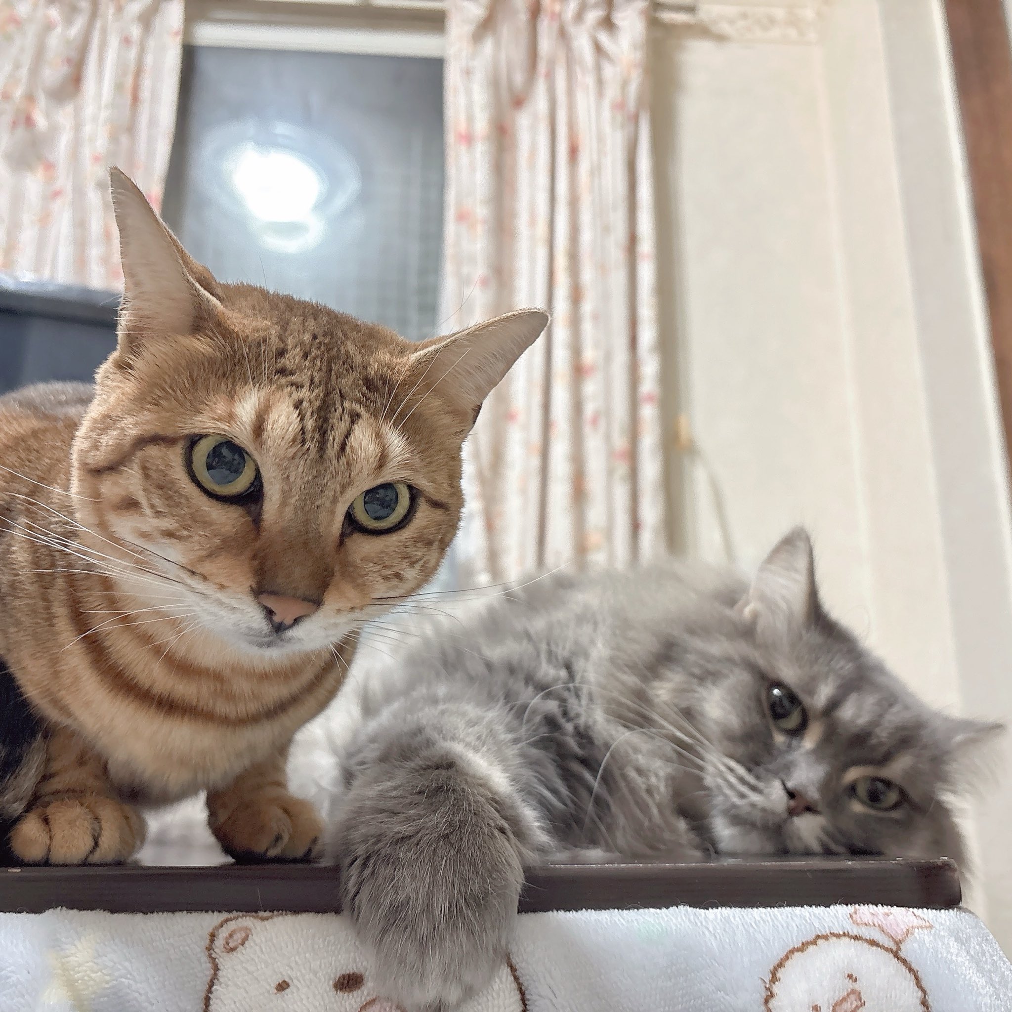 ♡ ねこちゃん 様、専用♡※他の方はご遠慮ください‼️ つきふ* on X: 