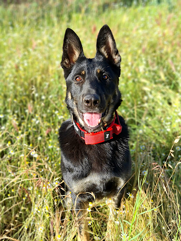 policia's tweet photo. 🐕‍🦺 Después de años de servicio ejemplar, Dora busca un hogar lleno de mimos, paseos tranquilos y siestas al sol

💙Es muy cariñosa y disfruta la compañía humana

¿Quieres darle todo tu amor?
📩https://t.co/PfNzPV9pIO

#AdoptaK9
#AdoptaNoCompres https://t.co/jBSOPxNI6x