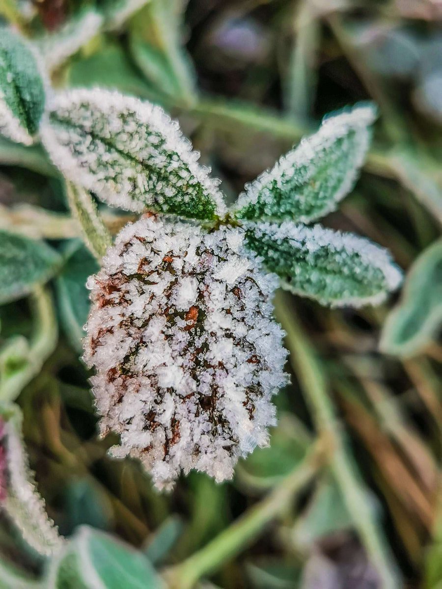 Tak dziś o poranku wyglądały okolice Kościerzyny.
fot. członkini naszego Stowarzyszenia, Anna Nidecka <a href="/NideckaAnna/">Anna Nidecka</a> 
<a href="/IMGWmeteo/">IMGW-PIB METEO POLSKA</a> <a href="/MeteoprognozaPL/">meteoprognoza.pl🇵🇱</a> <a href="/meteo_expert/">Jarosław Turała</a>
#obserwatorzyburz #pogoda #polska #mróz