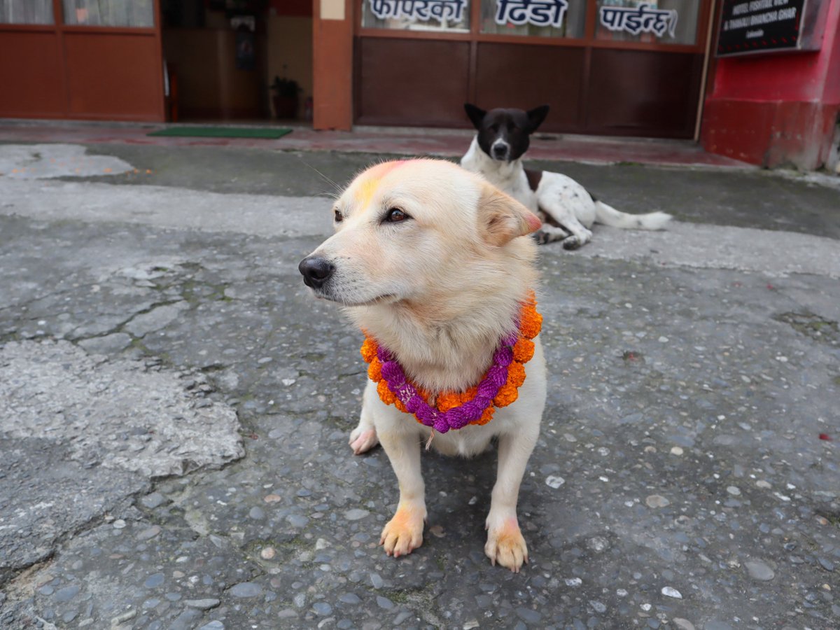 昨年2024年のククルティハールの様子🏵️🐕 #ククルティハール