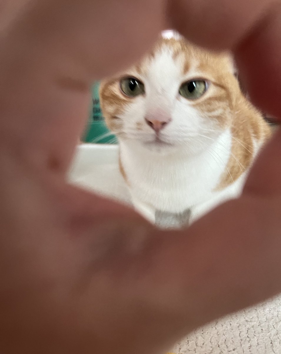 진짜 내 고양이 넘 예뽀 넘 착해